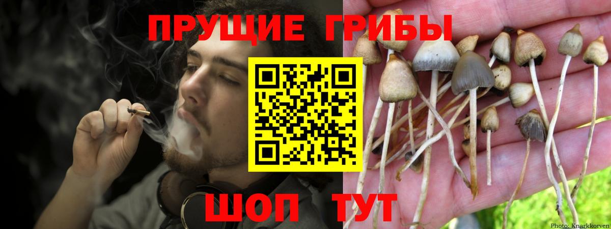 Тихорецк  Псилоцибиновые грибы мицелий  Вход с VPN 
